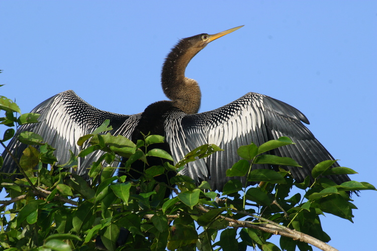 AAM - Anhinga d Amerique - Anhinga anhinga 9522 Costa Rica.JPG